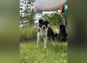 Deza, geboren 01.10.2024, 50cm sucht sein Zuhause
