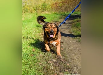 Archie - Vorliebe für Spaziergänge