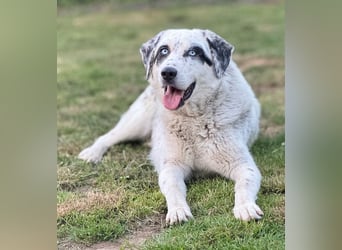 Snow, geb. ca. 06/2023, lebt auf einer Pflegestelle in 47652 Weeze