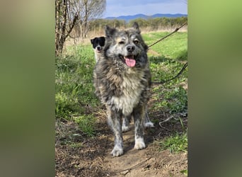Lupo, ruhiger und ausgeglichener Rüce