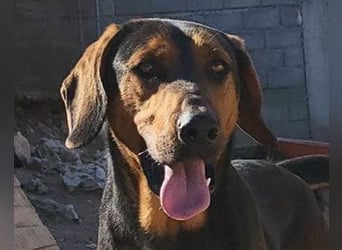 Levi ❤️ Bracke-Mix, verspielt+ aufgeschlossen