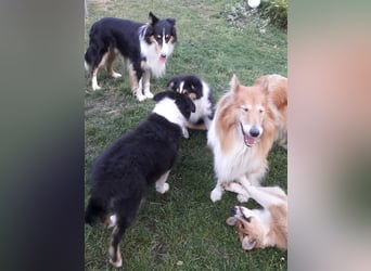 Colliejungs (altschottische Linie), 8 Monate alt suchen liebevolles Fürimmerzuhause