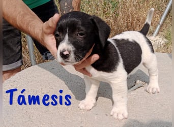 Támesis  geb. 03/2025 (ESP) - aufgeweckter Labrador-Mix Welpe!