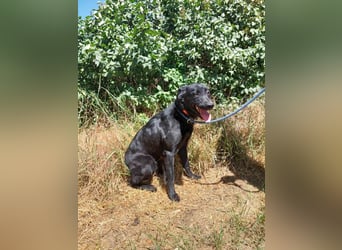 Letti, kinderfreundliche Retriever- Mudi Mix Hündin geb 2024