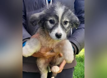 Tiara ❤️ aufgewecktes Husky-Mix Mädl