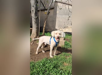 Charlie sucht sein Zuhause