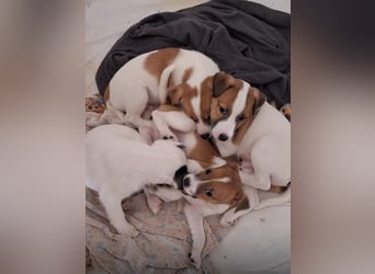 Rüde Braun Weiß Parson Russell Terrier Welpen Bild und Video neu