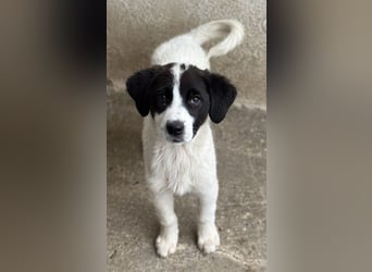 Zenzi, geb. ca. 01/2025, lebt in GRIECHENLAND, im städt. Tierheim Serres