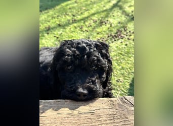 Goldendoodle F1b