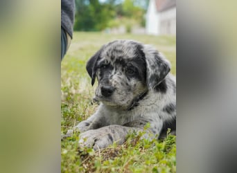 Aussiedor ( Australian Shepherd x Labrador) Welpen suchen neues Zuhause