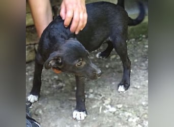 Fifi, Mischling