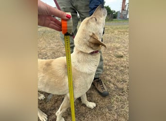Max, geboren 08.06.2024, 55cm sucht sein Zuhause