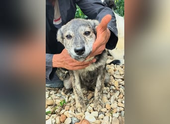 HERKULES - Hund sucht Mensch( en)