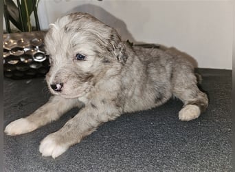 Aussiedoodle welpen