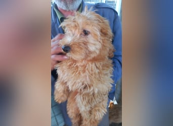 Harrison PP – Junghund mit großem Potenzial sucht liebevolles Zuhause