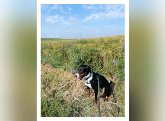 Appenzeller Sennenhund reisrassig