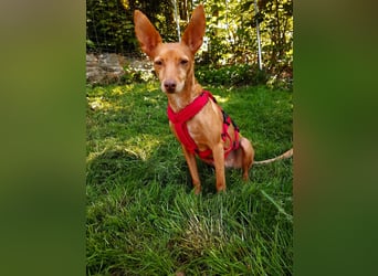 Stella, katzenverträgliche Zwerg Podenca