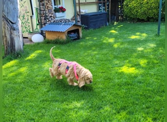 kuschlige Gioja, ein Hund für's Herz (Tierschutz)