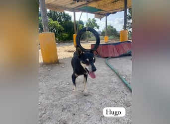 ❤️ HUGO ❤️