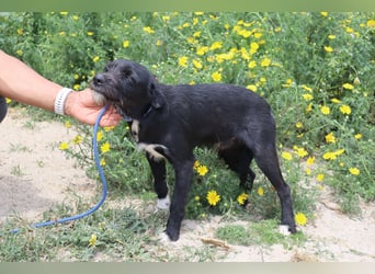 Kalle, Mix Podengo / Labrador, lieb und verträglich