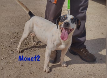 Monet2 03/2021 (ESP) - verschmuster und sehr sozialer, kleiner Ratonero Bodeguero Andaluz!