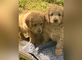 Goldendoodle mini Medium Doodle Abgabe an Pfingsten