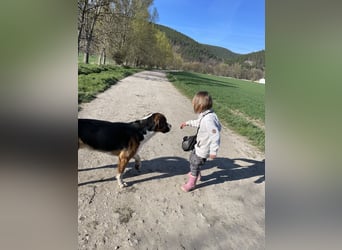 Sennenhund-Mischling