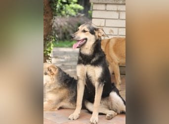 Schäferhund Mix Meggi