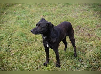 FRITZI - der neugierige, temperamentvolle Rüde geht schon toll an der Leine und möchte viel erleben