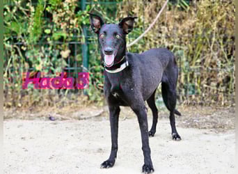 Hada3 geb. 05/2019 (ESP) - zuneigungsvolle und anhängliche Galgo-Mix Hündin!