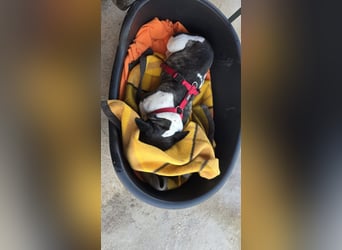 Französische Bulldogge Inge sucht Zuhause oder Pflegestelle
