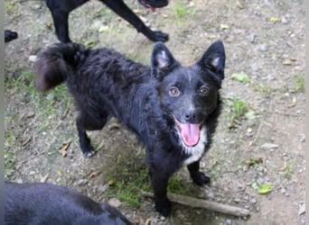Verspielter ELVIS- sucht Zuhause für immer