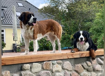 Welpen Bernhardiner Bernersennen