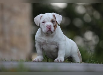 Unglaublich schöne American Bully Welpen!