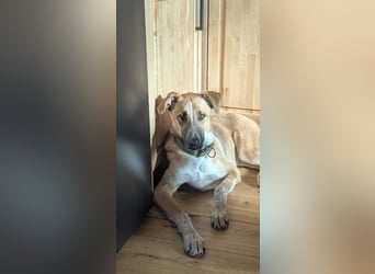 Floris wartet auf sein Für-Immer-Zuhause