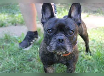 Ralfi, Franz. Bulldogge, geb. 2018, lustiger Bollerkopf sucht seinen Menschen, Einzelhund