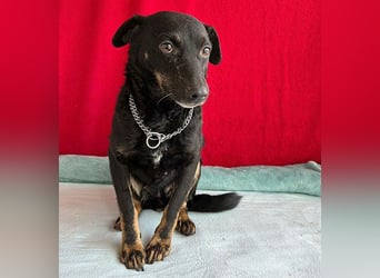 ❤️ zarte Hundeseele VANDA - 8 Jahre, 40cm/9kg - Mischling