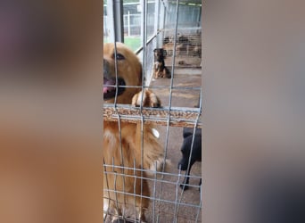 Bildhübscher *JARO* - ist eine Seele von Hund