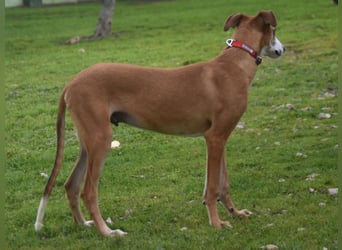 Dali 07/2024 (in Deutschland) - bezaubernder junger Galgo!