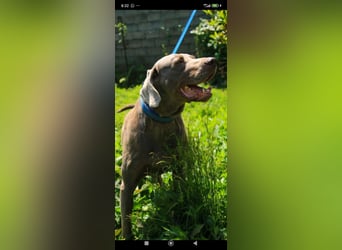 Traumhund sucht Traumzuhause – Vollblut-Weimaraner "Kapitän"