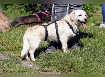 Babette, Mix Podengo / Terrier, lieb und verträglich