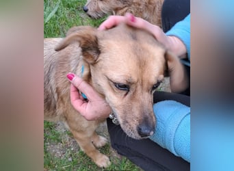 GOLDY sucht ihr Traumzuhause