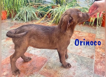 Orinoco geb. 03/2025 (ESP) - aufgeweckter Labrador-Mix Welpe!