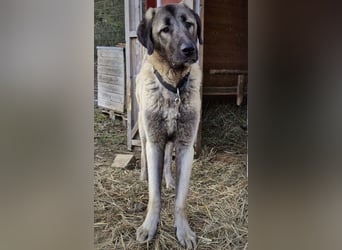 Kangal-Junghunde -  Sila, Shaya und Tamaz