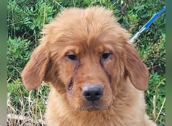 Chow-Chow-Retriever-Mix FELIX ❤️wartet in 53940 Hellenthal