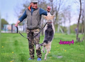 Jenny4 geb. 01/2018 - bezaubernde und super liebe, kleine Wuschelhündin!