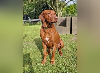Rhodesian Ridgeback Welpen *livernose* 19./20.Mai2025