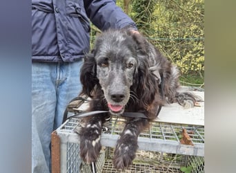 Blue - ruhiger, freundlicher Traumsetter