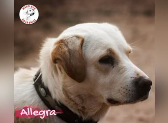Allegra 04/2021 (in Deutschland) - sanfte, verspielte und feine Labrador Retriever Mix Dame!