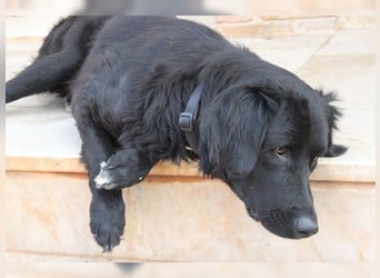 Manolo, Traumhund mit Handicap